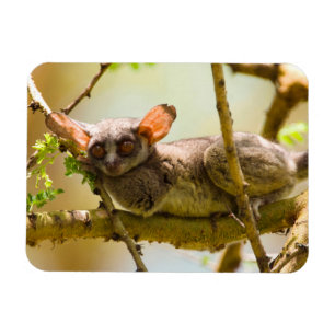 Der Senegal-Galago (Galago Senegalensis) Magnet