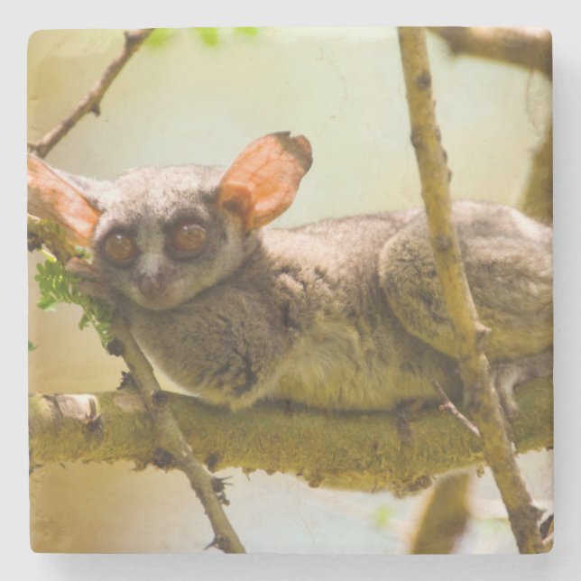 Der SenegalBushbaby (Galago Senegalensis) Steinuntersetzer (Vorderseite)