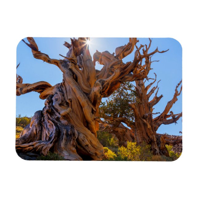 Der Sentinelbaum Magnet (Horizontal)