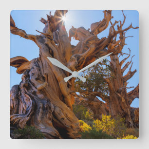 Der Sentinelbaum Quadratische Wanduhr