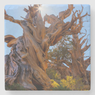 Der Sentinelbaum Steinuntersetzer