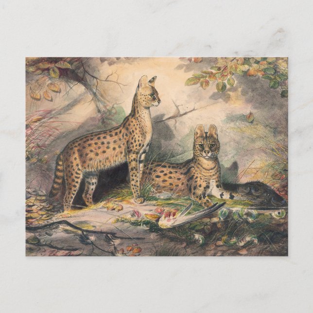 Der Serval von Joseph Wolf Postkarte (Vorderseite)