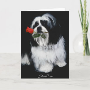 Der Shih Tzu Dog Karte