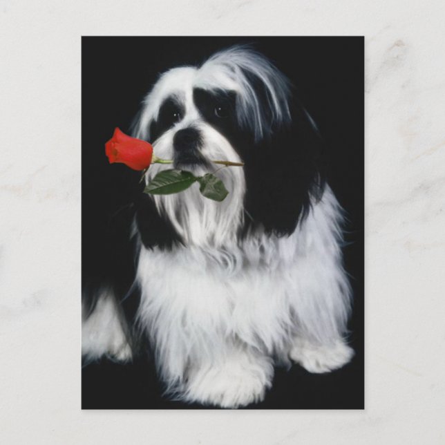 Der Shih Tzu Dog Postkarte (Vorderseite)