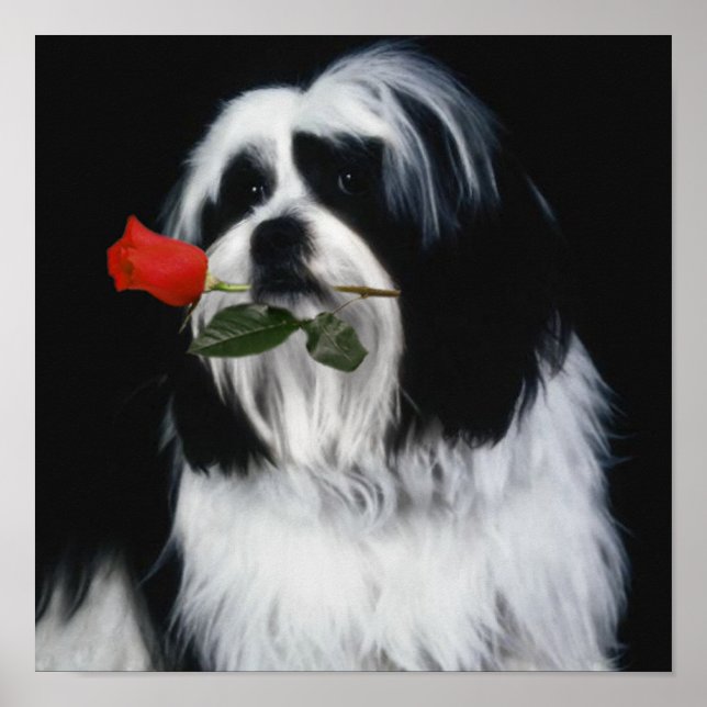 Der Shih Tzu Hund Poster (Vorne)
