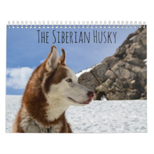 Der sibirische Husky Kalender