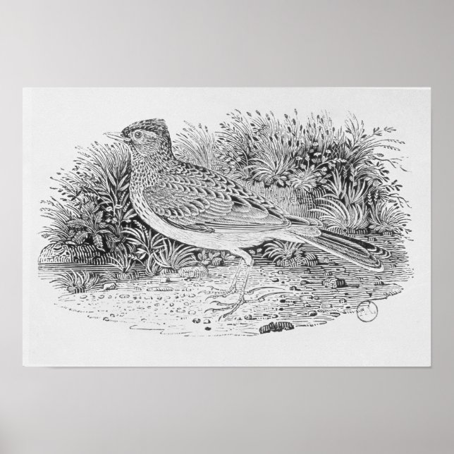 Der Skylark Poster (Vorne)