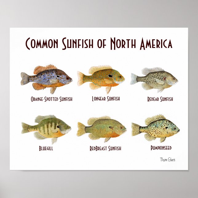 Der Sonnenfisch aus Nordamerika. Poster (Vorne)
