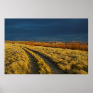 Der Sonnenuntergang hebt die rote Rinde von Sträuc Poster