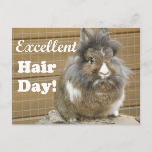 Der sonnige "Excellent Hair Day" für Kaninchen. Postkarte