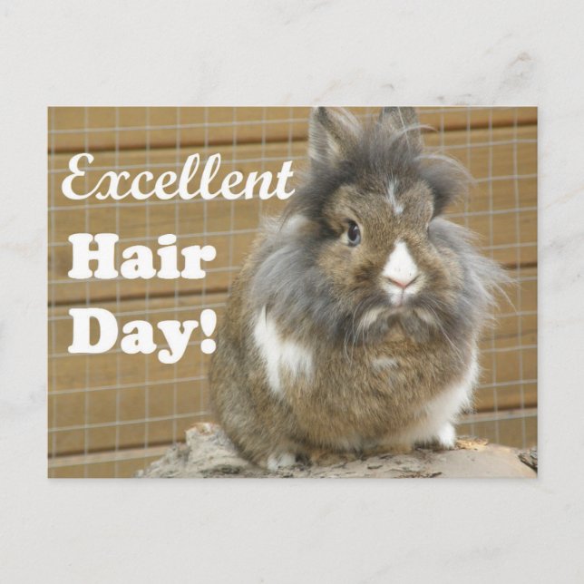Der sonnige "Excellent Hair Day" für Kaninchen. Postkarte (Vorderseite)