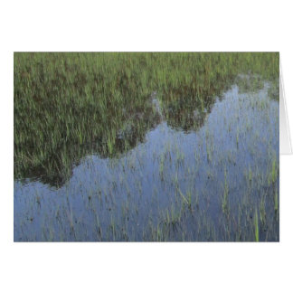 Der Spiegel der Natur