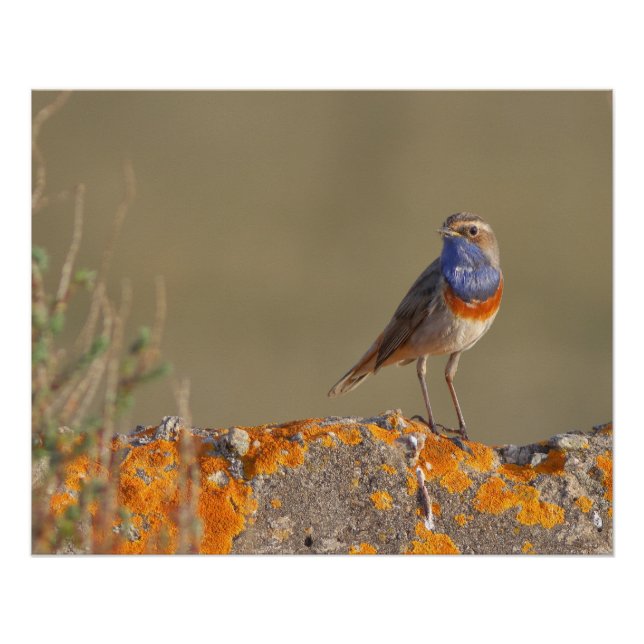 Der Spießgorgeball Poster (Vorderseite)