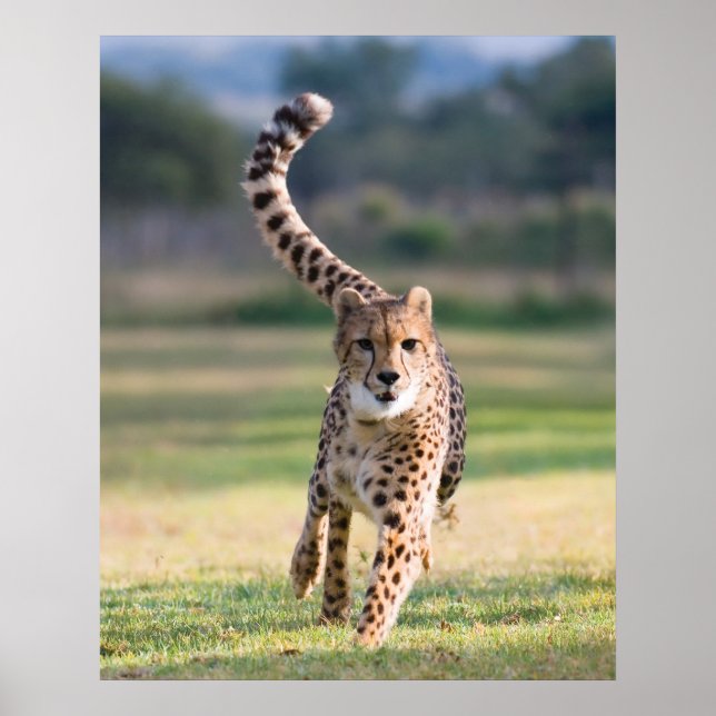 Der Sprint Poster (Vorne)