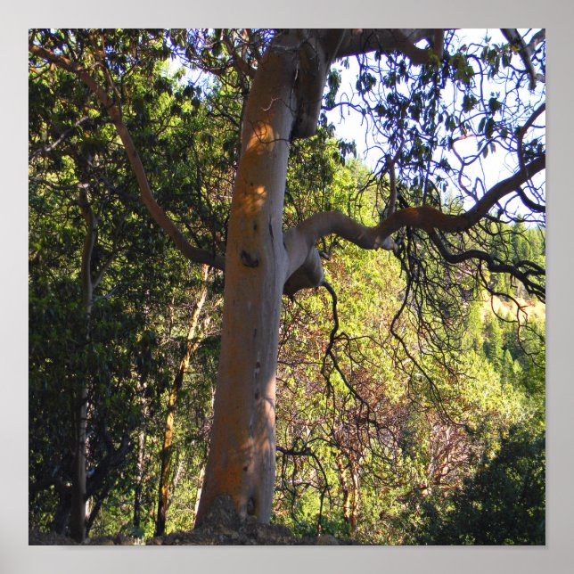 Der Spuk Baum...... Poster (Vorne)