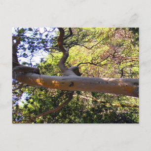 Der Spuk Baum.... Postkarte