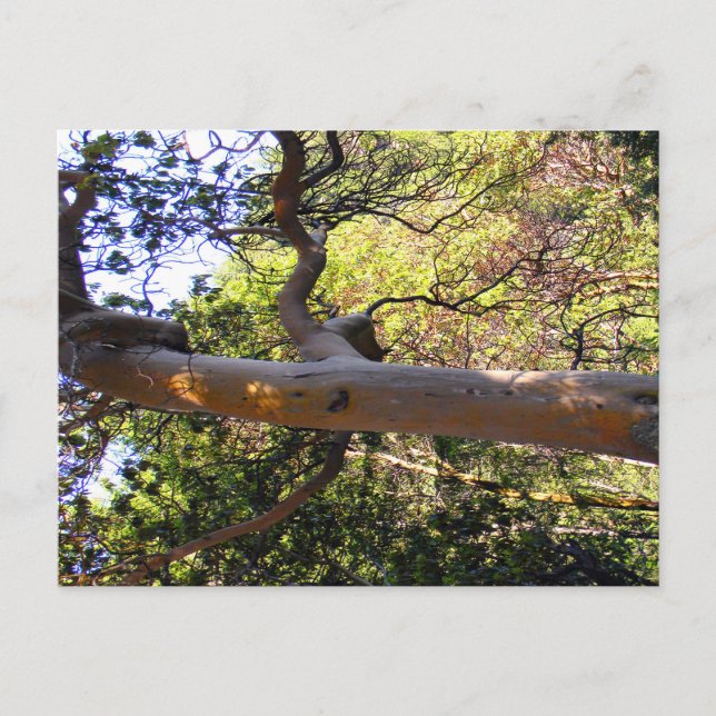 Der Spuk Baum.... Postkarte (Vorderseite)