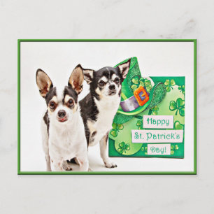 Der St. Patrick's Day Chihuahua Postkarte
