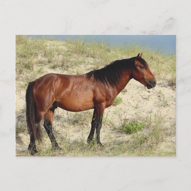 Der Stallion Bay Corolla Postkarte (Vorderseite)