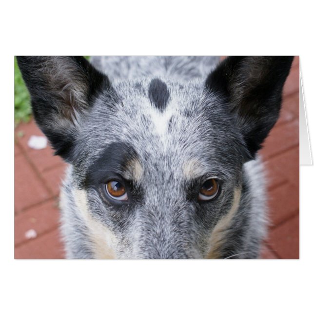 Der Stolz (Vorderseite (Horizontal))