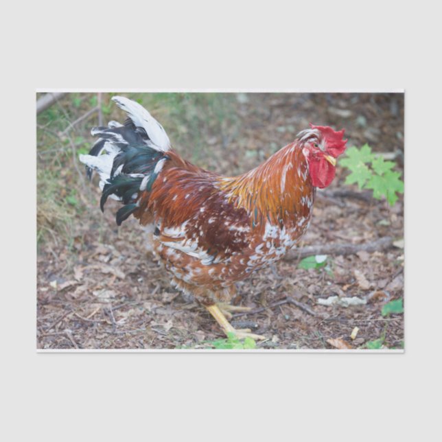 Der Stud (außer ein Huhn) Seidenpapier (Vorderseite)