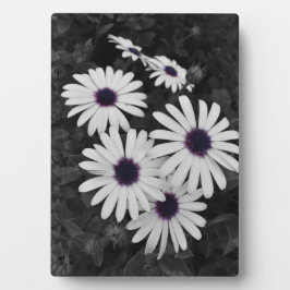 Der subtile Kontrast der Natur Fotoplatte