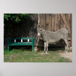 Der süße Donkey im Garten Poster