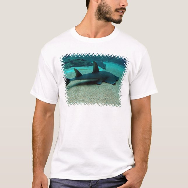 Der T - Shirt der Sand-Haifisch-Männer (Vorderseite)