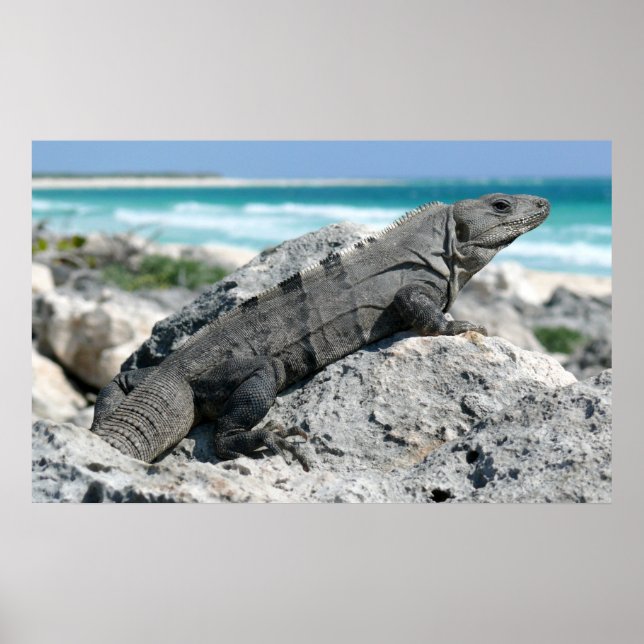 Der Tag der Iguana Poster (Vorne)