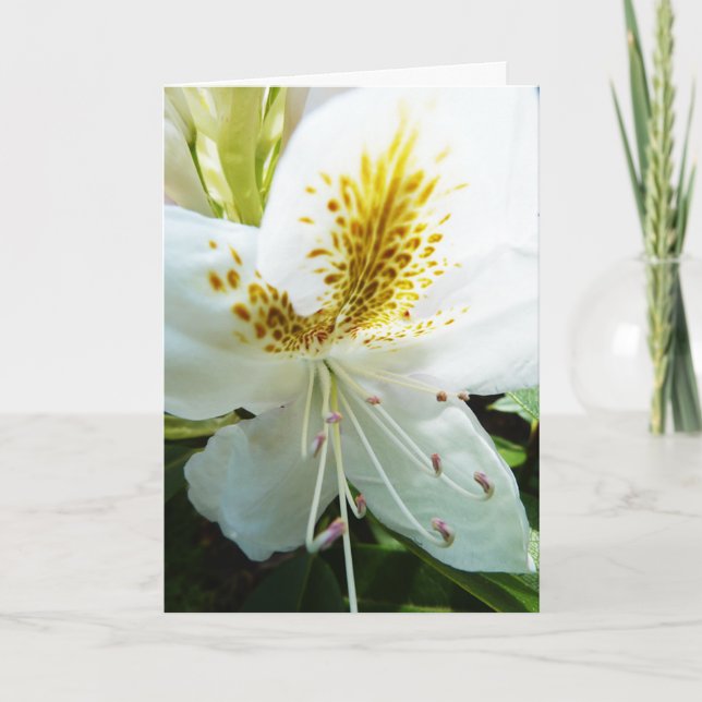 Der Tag der Mutter Rhody Karte (Vorderseite)