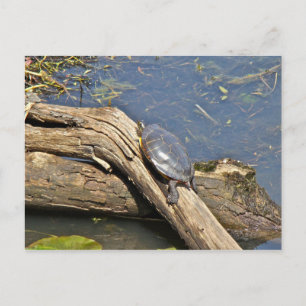 Der Tag der Schildkröte Postkarte