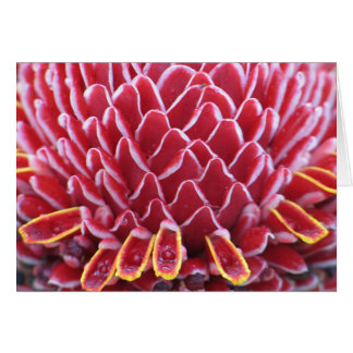 Der Torchginger der Könige