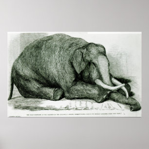Der tote Elefant Poster