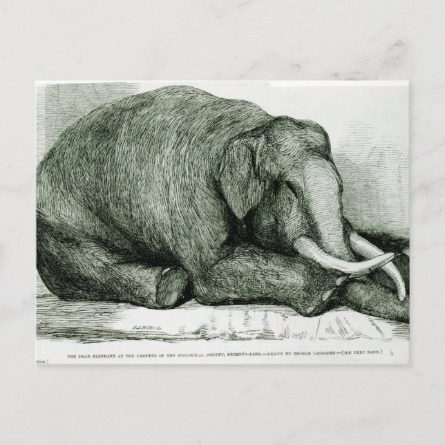 Der tote Elefant Postkarte (Vorderseite)