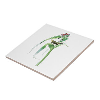 Der Trällerer-John James Audubon-Vögel Amerika der Fliese