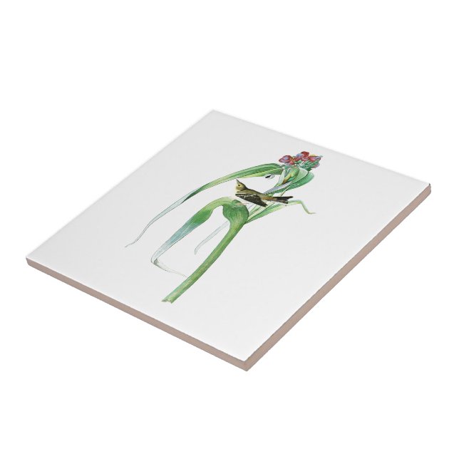 Der Trällerer-John James Audubon-Vögel Amerika der Fliese (Seite)