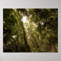 Der tropische Regenwald des Daintree River