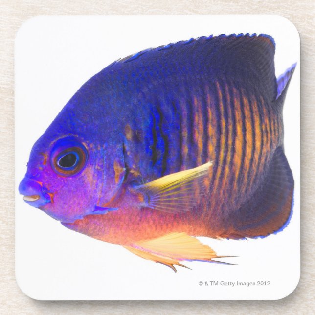 Der two-spined Angelfish Untersetzer (Vorderseite)