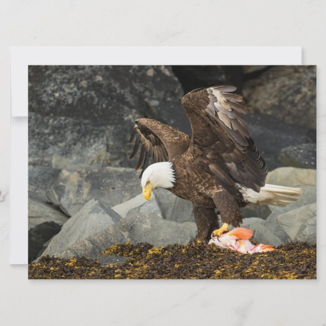 Der ultimative Adler (Vorderseite)