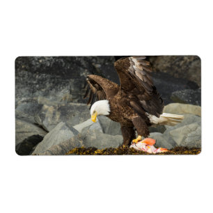 Der ultimative Adler