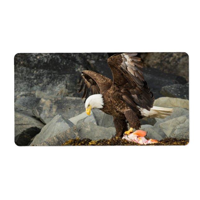 Der ultimative Adler (Vorne)