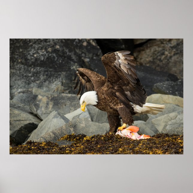 Der ultimative Adler Poster (Vorne)