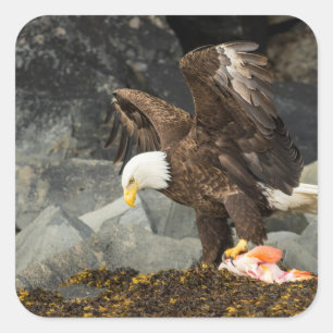 Der ultimative Adler Quadratischer Aufkleber