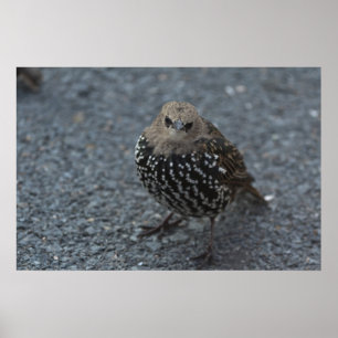 Der ursprüngliche verärgerte Vogel?? Poster