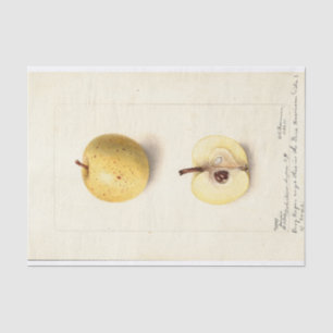 Der verlorene Apfel  Seidenpapier