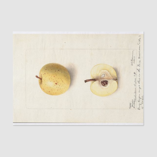 Der verlorene Apfel  Seidenpapier (Vorderseite)