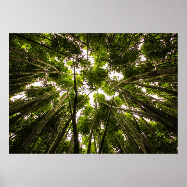 Der Verlust im Bambus Poster (Vorne)