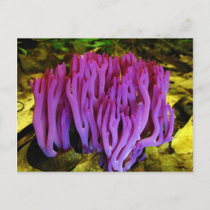 Der Violetkorallenfungus Clavaria Zollingeri Postkarte