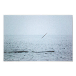 Der Vogel, der die Wale Weckte Fotodruck
