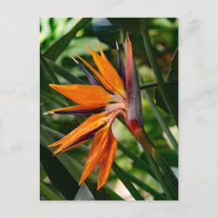 Der Vogel der paradiesischen Blume. Feiertagspostkarte